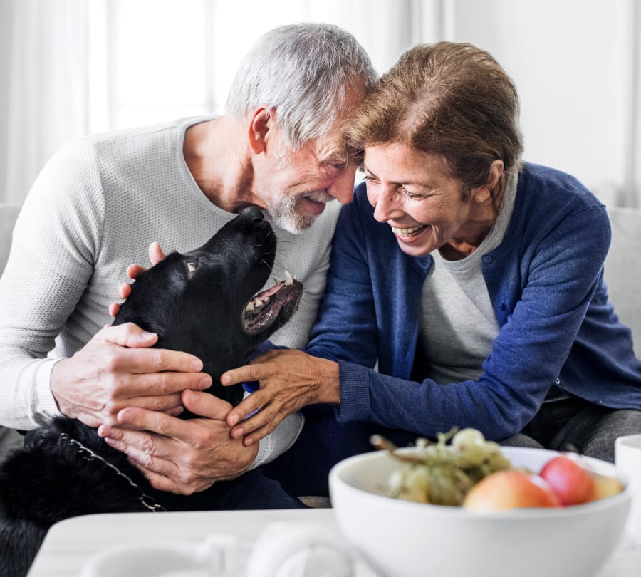 Avenue Animal Hospital | Saint John Vet