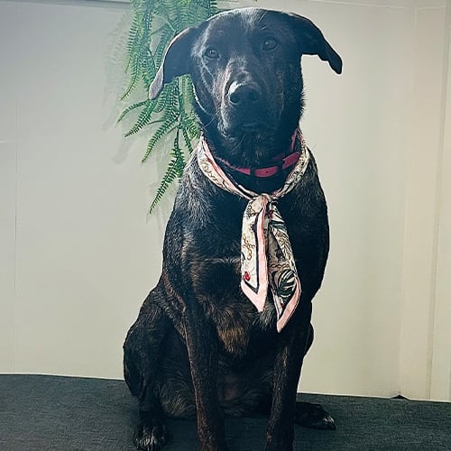 Saint John Official Greeter