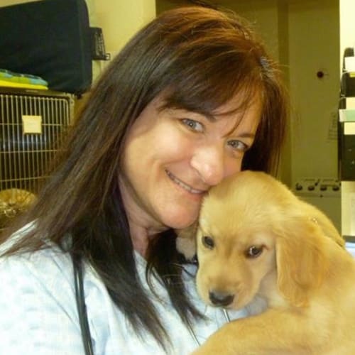 Saint John Veterinarian