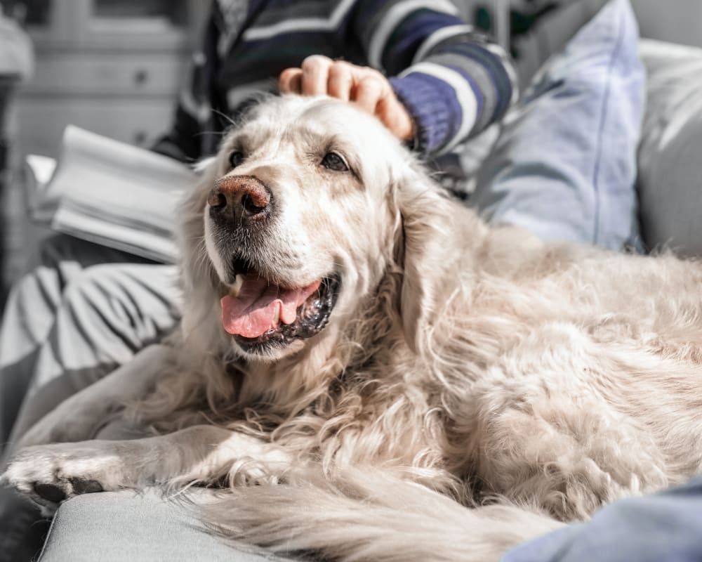 Geriatric Care for Pets, Saint John